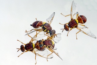 hxonews «Bactrocera zonata: Η μύγα των ροδάκινων, επιβλαβής οργανισμός καραντίνας».